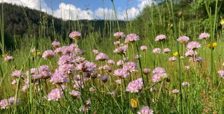 sorties autour camping cousinade haute loire