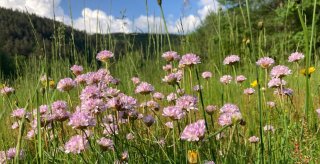 biodiversite camping haute loire